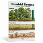 Terrestrial Biomass